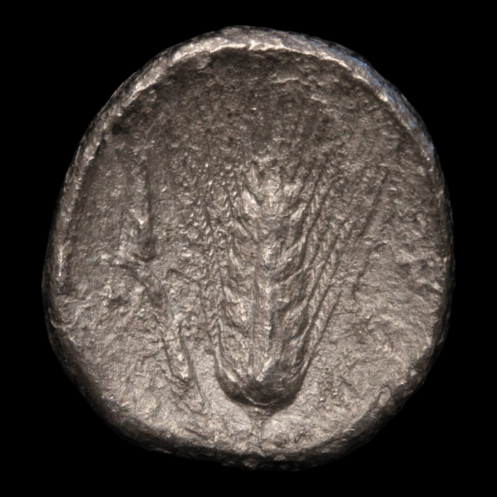 Metapontum, Greek Didrachm, Leukippos & Barley - c. 340 to 330 BCE - Magna Graecia, Italy