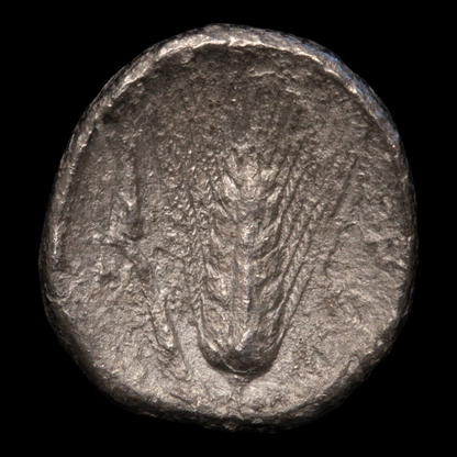 Metapontum, Greek Didrachm, Leukippos & Barley - c. 340 to 330 BCE - Magna Graecia, Italy