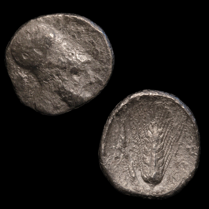 Metapontum, Greek Didrachm, Leukippos & Barley - c. 340 to 330 BCE - Magna Graecia, Italy