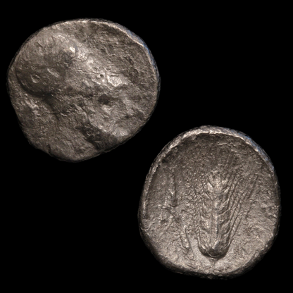 Metapontum, Greek Didrachm, Leukippos & Barley - c. 340 to 330 BCE - Magna Graecia, Italy