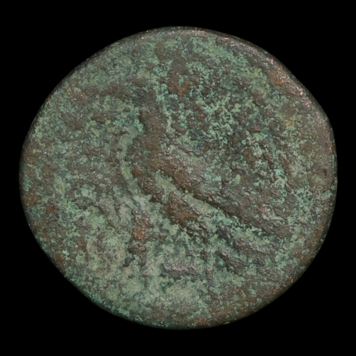 Ptolemaic Kingdom of Egypt, Queen Cleopatra VII, AE 40 Drachmae - 51 to 30 BCE - Ancient Egypt