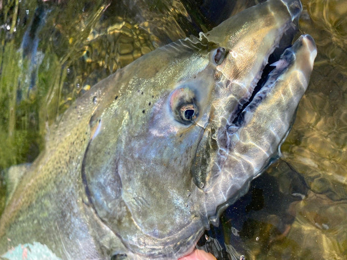 Salmon Steelhead Olive / White