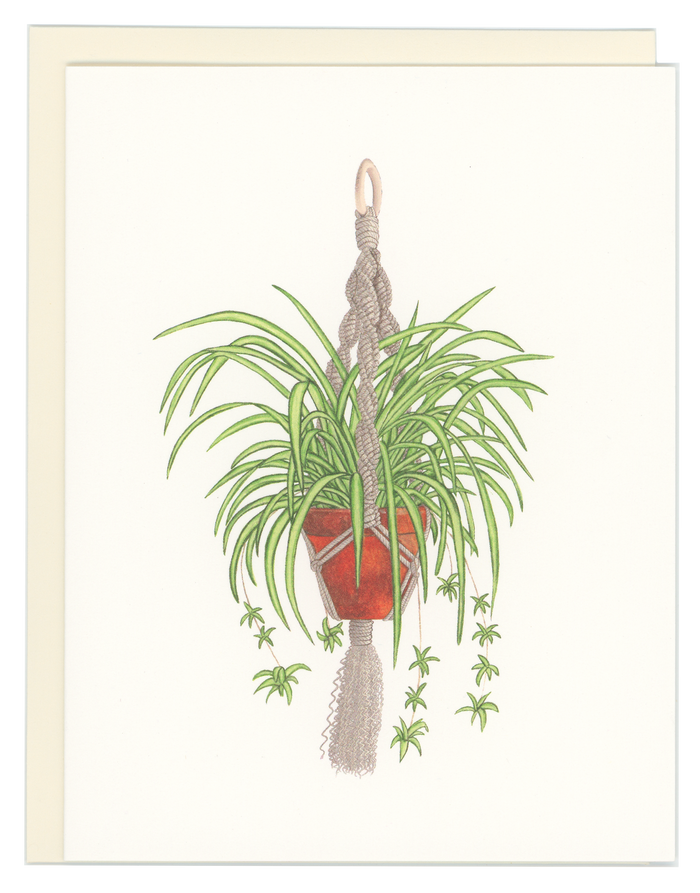 Spider Plant