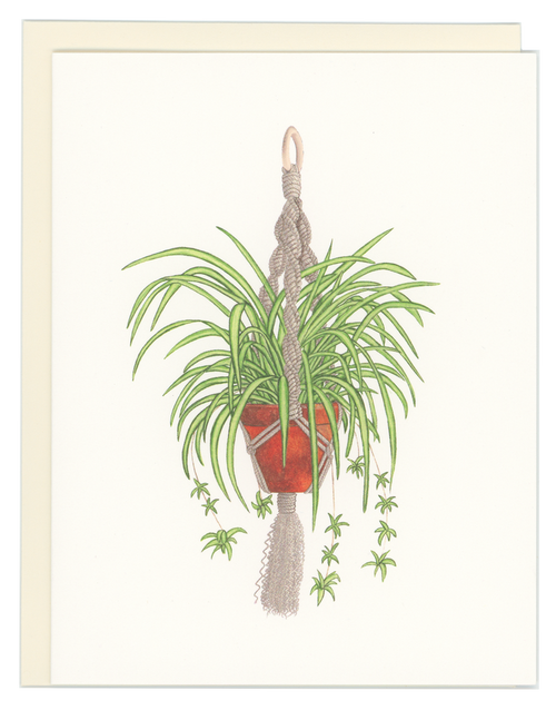 Spider Plant